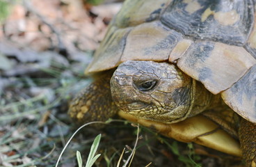 Forest turtle in a natural environment.