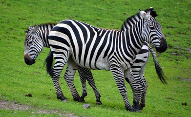 Burchell's zebra is a southern subspecies of the plains zebra. It is named after the British...