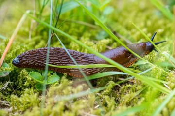 snail on green grass