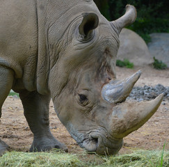 The white rhinoceros or square-lipped rhinoceros is the largest extant species of rhinoceros.  It has a wide mouth used for grazing and is the most social of all rhino species © Daniel Meunier