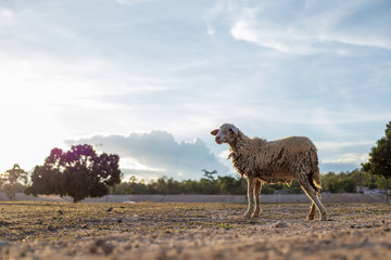 Obraz premium single dirty sheep outside farm in dry grass field before sunset time.