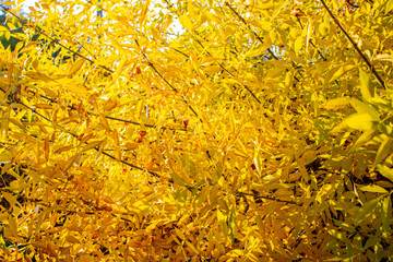 Yellow autumn foliage on the tree as a background.