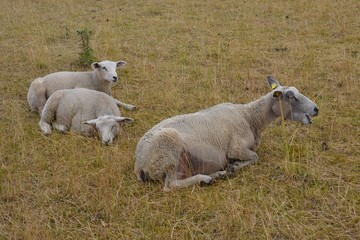 Schafzucht - Muttertier auf der Weide und Lamm - Lämmer