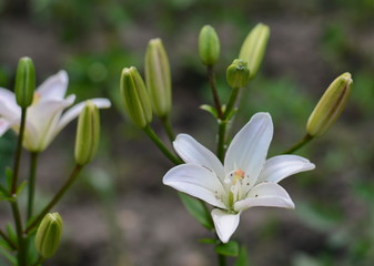 Fototapeta premium Lilium candidum (Madonna Lily) in a Country Cottage garden