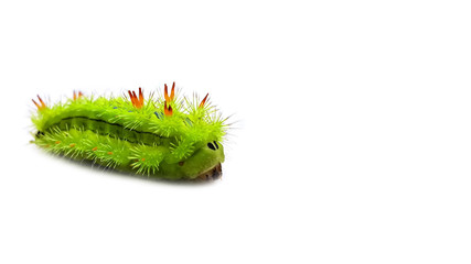 Macro Photography of A Beautiful and Colorful Poisonous Caterpillar (Selective Focus).  Isolated / Die Cut on White Background with Copy Space for Text.