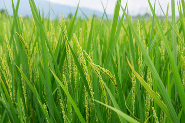 稲の花咲く水田