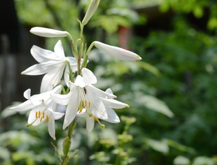 Lilium candidum (Madonna Lily) in a Country Cottage garden