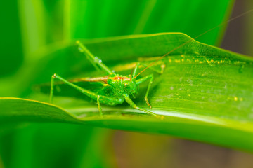 closeup green grasshooper sit on a leaf