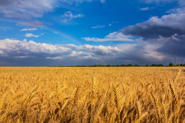 beautiful summer wheat field under a cloudy sky, natural agricultural background with rainbow