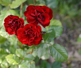 Red rose in the garden.