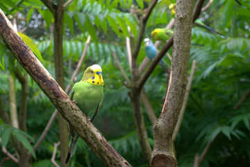 Ein grün-gelber Wellensittich sitzt auf dem Zweig und wird beobachtet.