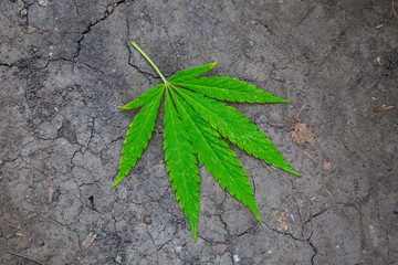 large indica  canabis leaf on the ground