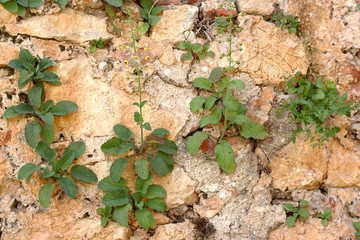 Mountain steep stone wall with growing green plants from the cracks.