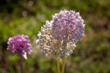 Onion flowers