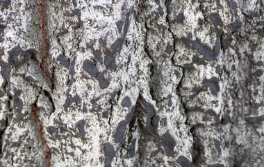 burnt tree bark texture background