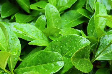 Green leaves with drops after rain close up.