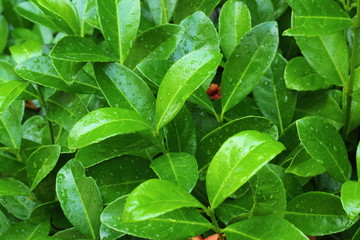 Bush green leaves with drops of water after rain close up.