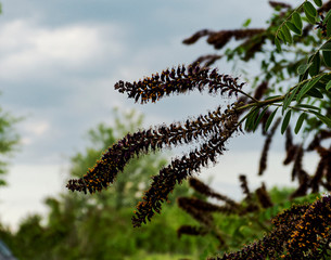 wild and garden plants, flowers, trees	