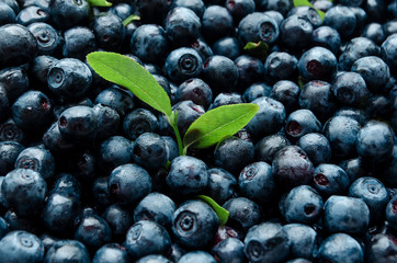 close-up background blueberries with leaves