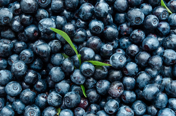 close-up background blueberries with leaves