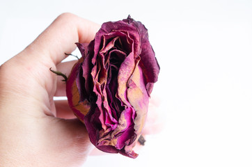 dry rose Concept female vagina and female health.
