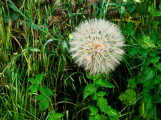 wild and garden plants, flowers, trees	