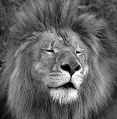The lion is one of the four big cats in the genus Panthera, and a member of the family Felidae....