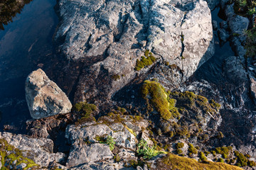 Fresh water stream in the Alpine Lake Wilderness. Central Cascade mountain range, Washington State, July 2019. 