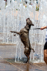 Fototapeta na wymiar Pit Bull dog playing in water / Terrier in a Fountain 