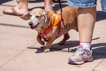 Cute Dog on a Leash