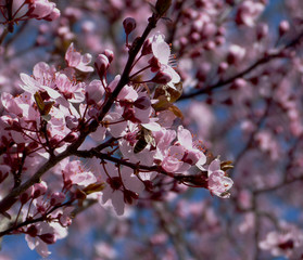 wild and garden plants, flowers, trees	