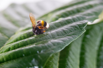 Nature alert concept: close up of a bumble bee (Bombus) dead in selective focus on a green leaf