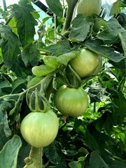 Green tomato. Vitamin. Зелёные помидоры. Витамины