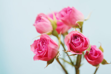 Pink Rose bouquet. Vintage retro style.