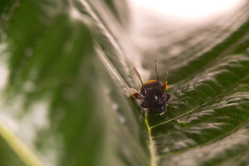 Nature alert concept: close up of a bumble bee (Bombus) dead in selective focus on a green leaf