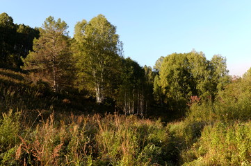 Fototapeta premium Early morning in the mountains of Altai Krai. Western Siberia 