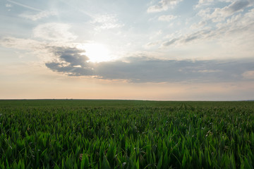 Corn field at sunrise, agriculture concept, south moravia, Czech republic