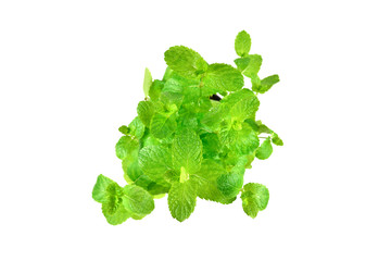 Fresh mint in a pot isolated on white background.
