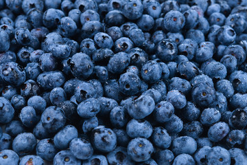 Fresh blueberry background. Texture blueberry berries close up.