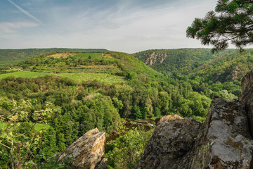 Fototapeta na wymiar Nice view to valley with river Dyje, rock and tree, national park Podyji, Czech republic