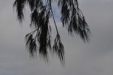 palm trees at sunset