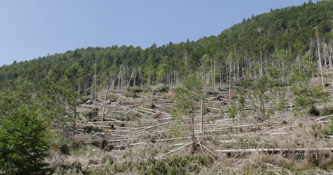 Alberi caduti 