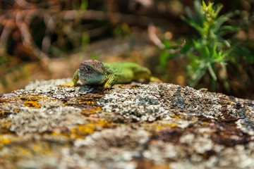 Green lizard Lacerta viridis on rock, Czech republic