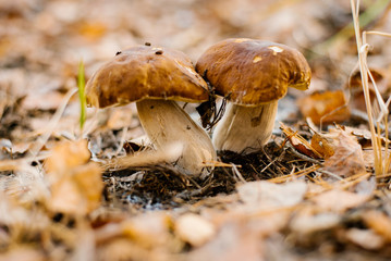 two porcini mushrooms under a carpet of autumn leaves growing in the forest. selective focus