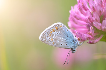 butterfly on a flower in the glow of the setting sun. Blurred background.