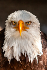 Fototapeta premium Welch ein Blick