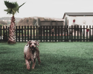 Perro en jardin de casa