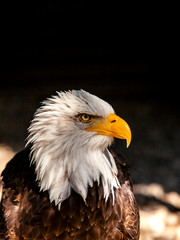 Scharfer Blick