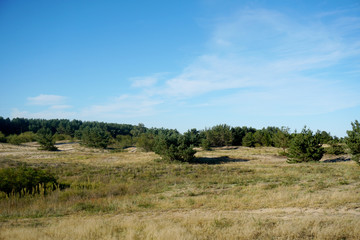 Fototapeta premium tree in the field