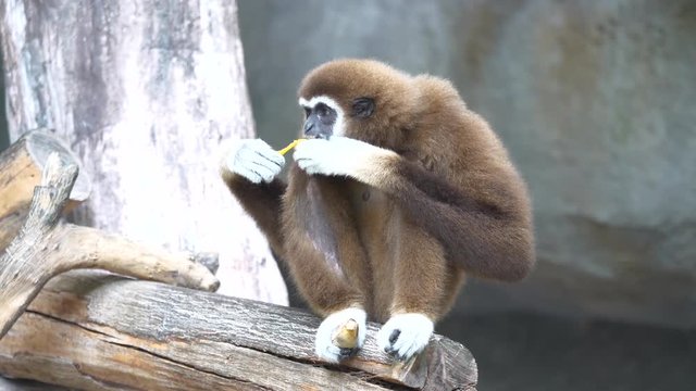 White handed gibbon in the park.